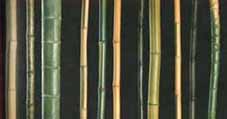 kinds of bamboo