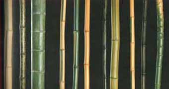 verschiedene Bambusarten