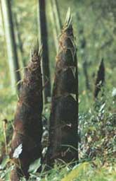 Bambussprösslinge