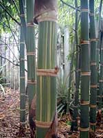 Guadua angustifolia  Fotograf: Robert Saporito